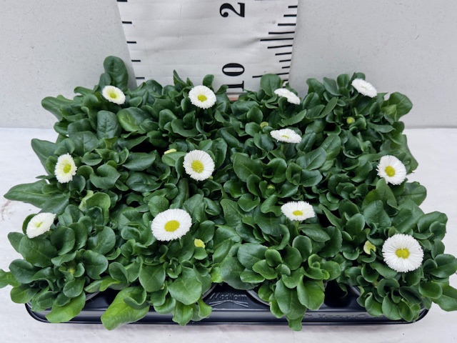Bellis weiß 9er