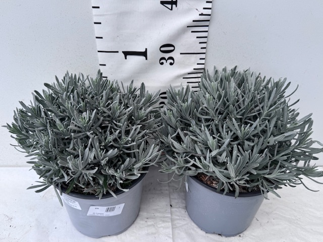 Lavandel 19er Busch