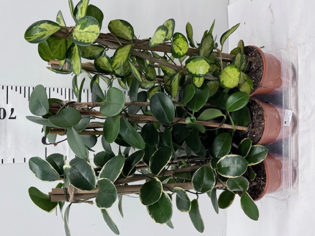 Hoya Pyramide 15er