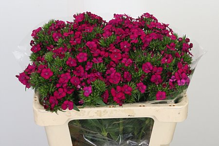 Bartnelken pink