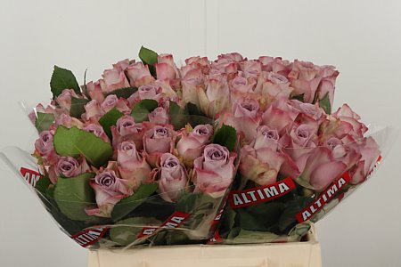 R Gr Memory L. flieder