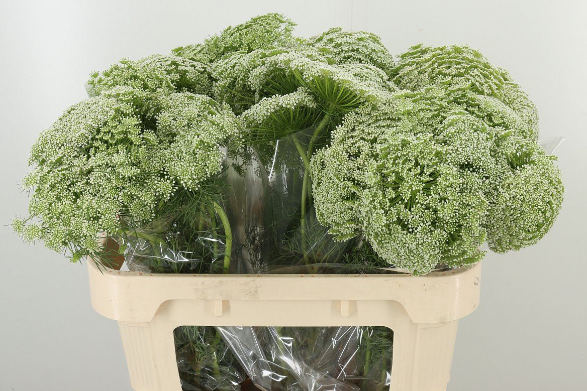 AMMI VISNAGA CASABLANCA