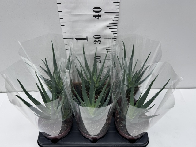 Aloe Arborescens