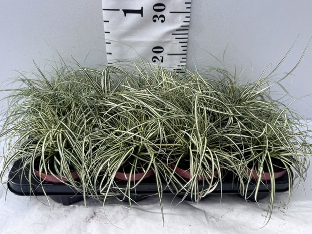Carex Evergold