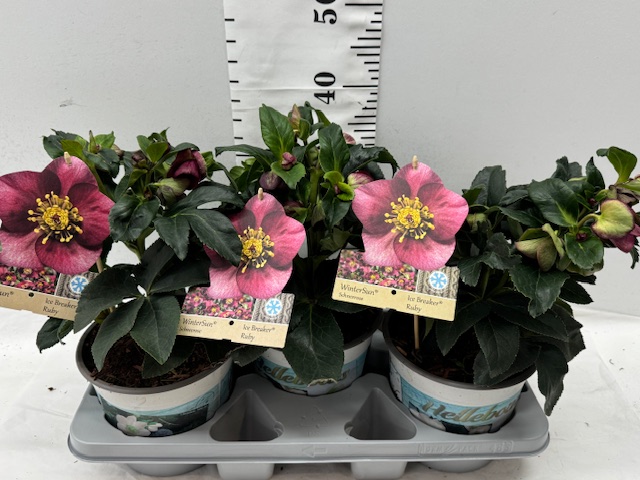 Helleborus Ice B Ruby