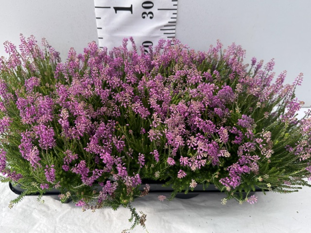 Erica Spiculifolia