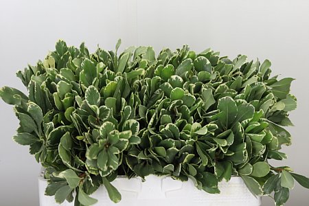 Pittosporum Israel