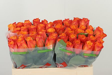 R Gr Confidential orange