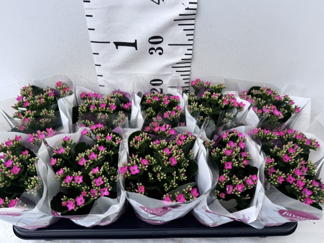 Kalan 11er rosa