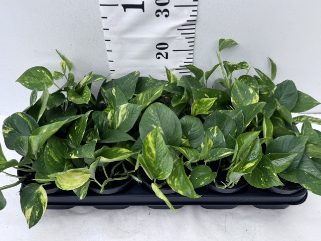 Epipr Aureum