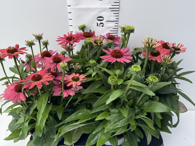 Echinacea Watermelon