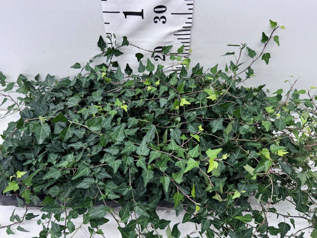 Hedera 9er Pittsburgh